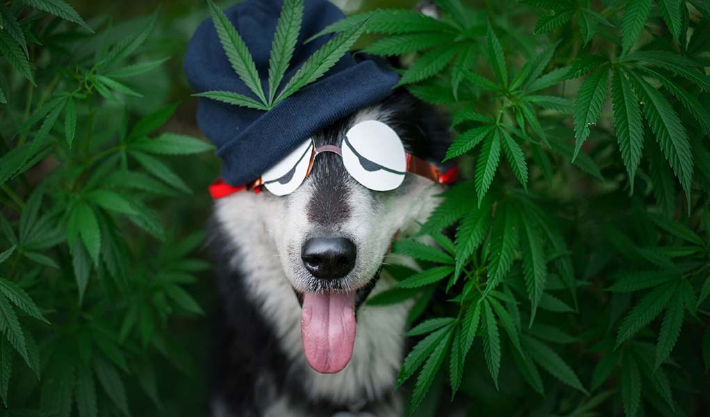 Health-Benefits-and-Uses-of-CBD-for-Dogs.jpg