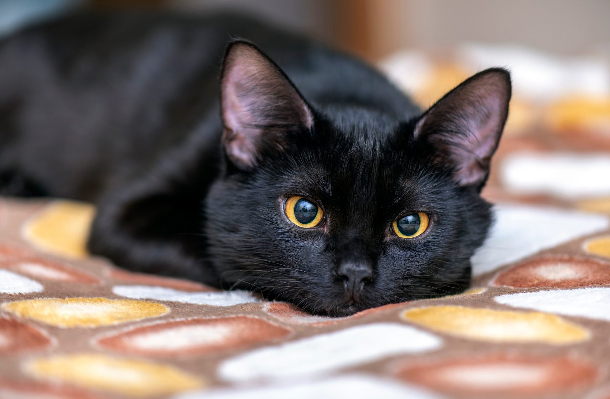22 Beautiful Black Cat Breeds | Reader's Digest
