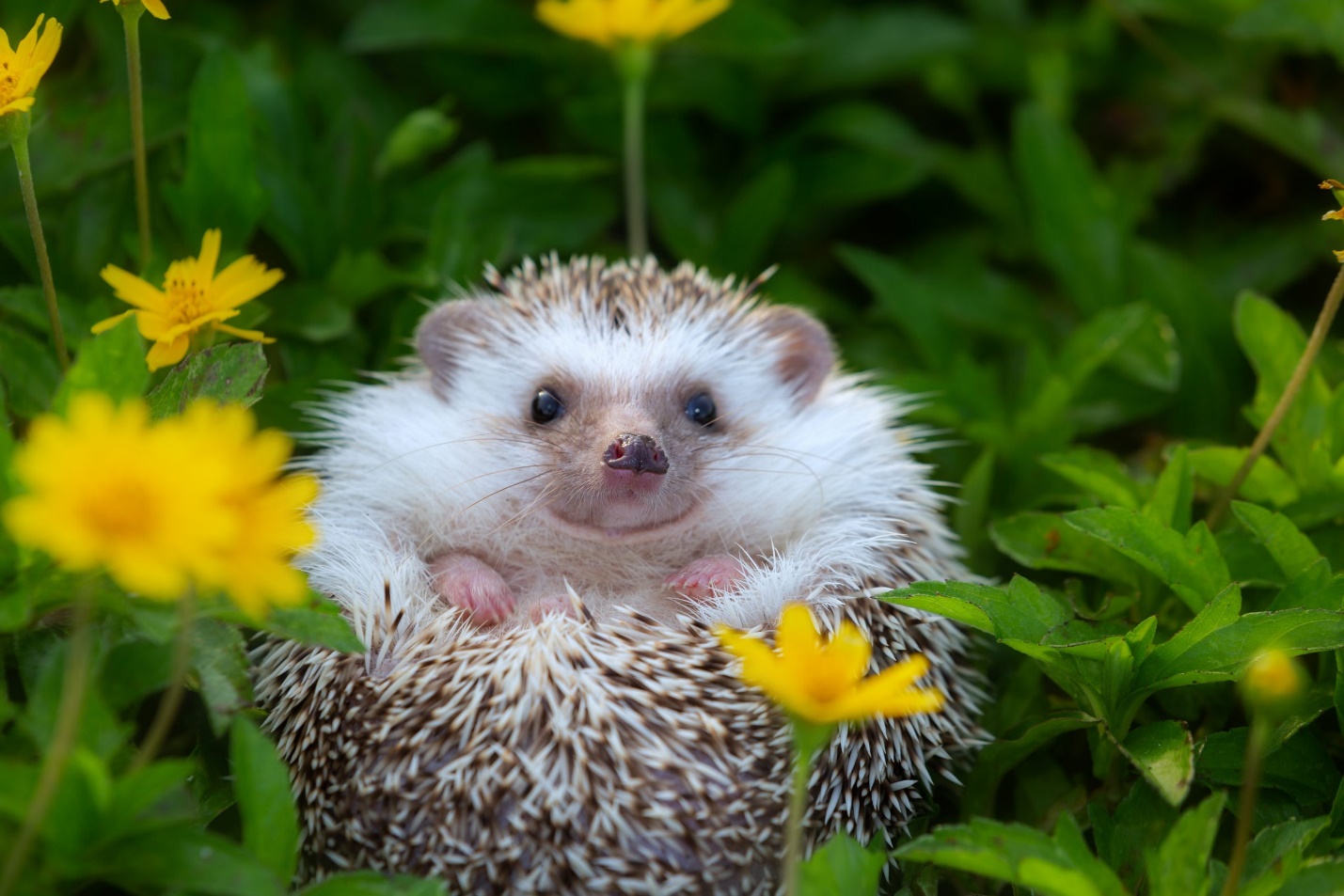 40 Adorable Hedgehog Pictures | Reader's Digest