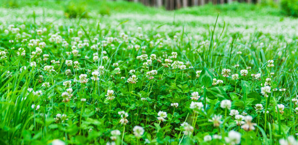 Exploring the Benefits of Clover Lawns for Your Yard